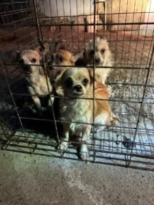 WhatsApp Image 2025-11-28 at 09.23.15 (1)